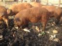 Red, blonde, black mangalica piglets for sale, with delivery from Siófok