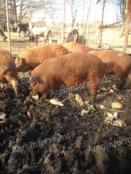 Red, blonde, black mangalica piglets for sale, with delivery from Siófok