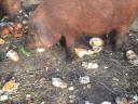 Red, blonde, black mangalica piglets for sale, with delivery from Siófok