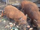 Purcei mangalica roșii, blonzi, negri de vânzare, cu livrare din Siófok