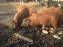 Red, blonde, black mangalica piglets for sale, with delivery from Siófok