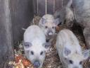 Red, blonde, black mangalica piglets for sale, with delivery from Siófok