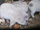 Red, blonde, black mangalica piglets for sale, with delivery from Siófok