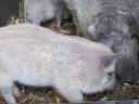 Red, blonde, black mangalica piglets for sale, with delivery from Siófok