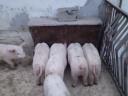 Piglets for sale