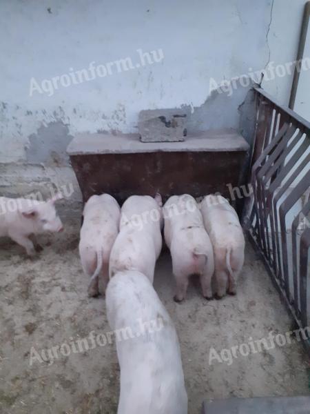 Piglets for sale