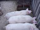 Piglets for sale