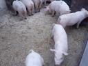 Piglets for sale