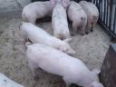 Piglets for sale