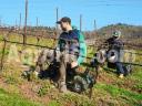 Vineyard pruning cart with joystick control Rocky One Mountain