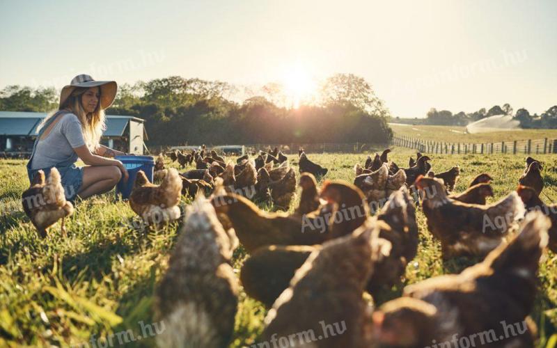 4 hetes Holland állományú Előnevelt Háztáji tartású baromfi