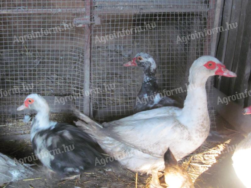 Mute duck laying hens for sale, they are starting to lay now I deliver them from Siofok