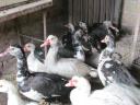 Mute duck laying hens for sale, they are starting to lay now I deliver them from Siofok