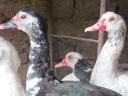 Mute duck laying hens for sale, they are starting to lay now I deliver them from Siofok