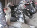 Mute duck laying hens for sale, they are starting to lay now I deliver them from Siofok