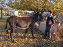 Hungarian stallion donkey stud with stud licence