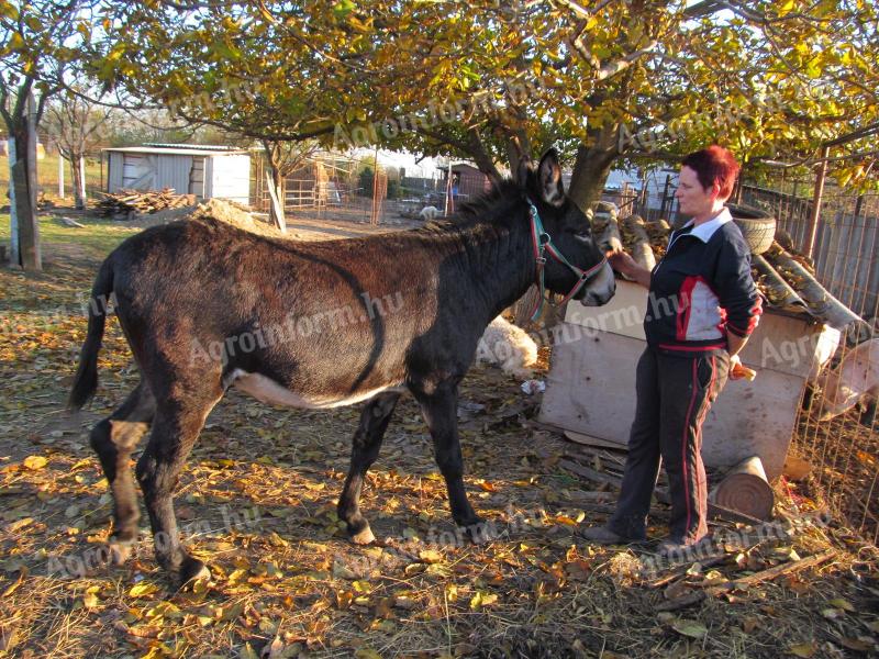 Armăsar maghiar pentru măgari cu licență de armăsar