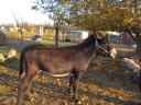 Hungarian stallion donkey stud with stud licence