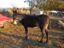 Die ungarische Wildeselherde deckt sich mit einer Deckerlaubnis