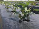 Batata seedlings