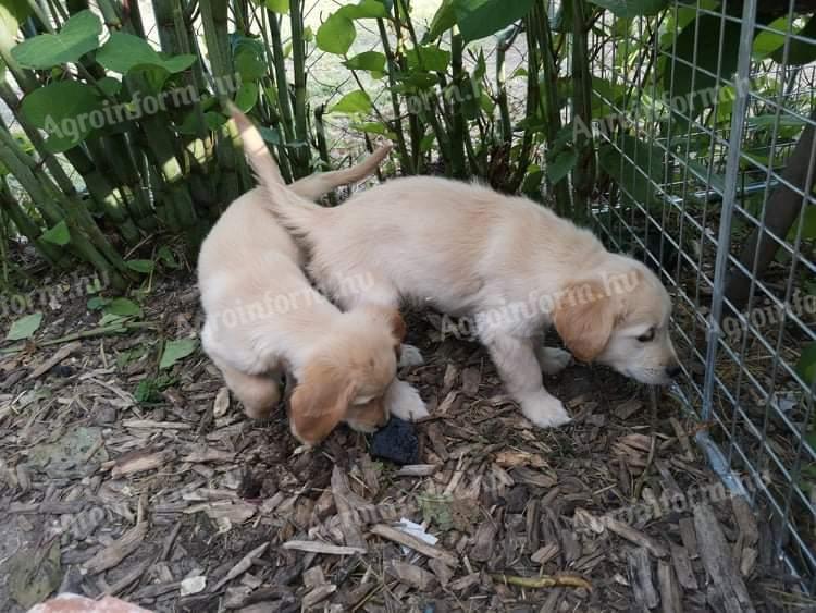 Golden retriever puppy