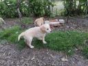 Golden retriever puppy