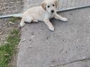 Golden retriever puppy