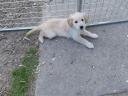 Golden retriever puppy