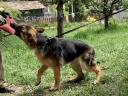 Házőrzésre,  telephely őrzésre német juhász tanított kutyák eladók