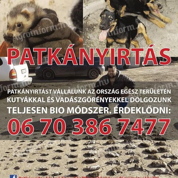 Patkányirtást vállalunk az ország egész területén kutyákkal és Vadászgörényekkel dolgozunk