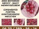 Étkezési minőségű meggy eladó