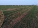 Alfalfa in pšenična slama za prodajo