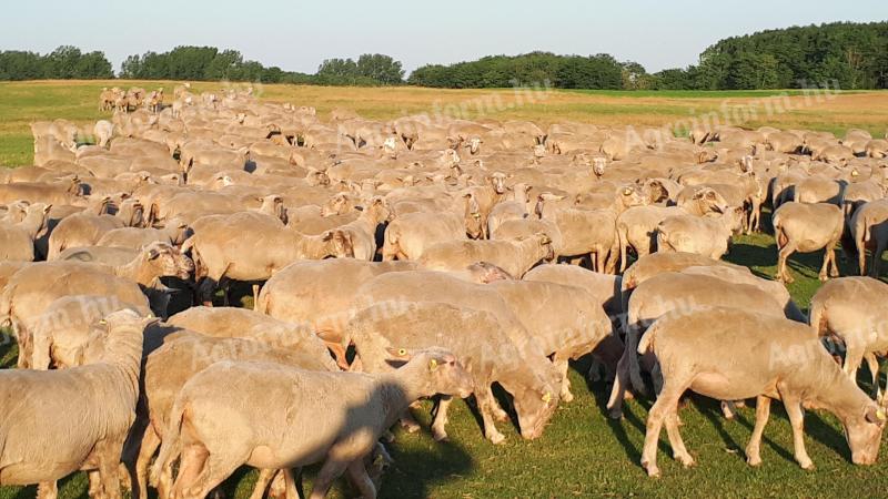 Tražim ovce u rasutom stanju za izvoz