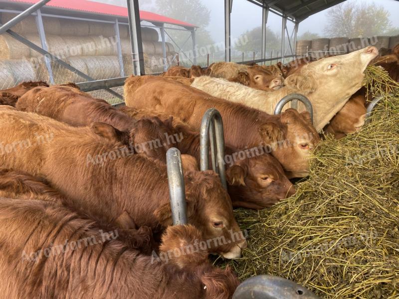 Býk + jalovica Limousin dobytok študent býky dobytok 73 v jednom