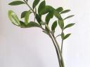 Zamioculcas zamiifolia -legénypálma