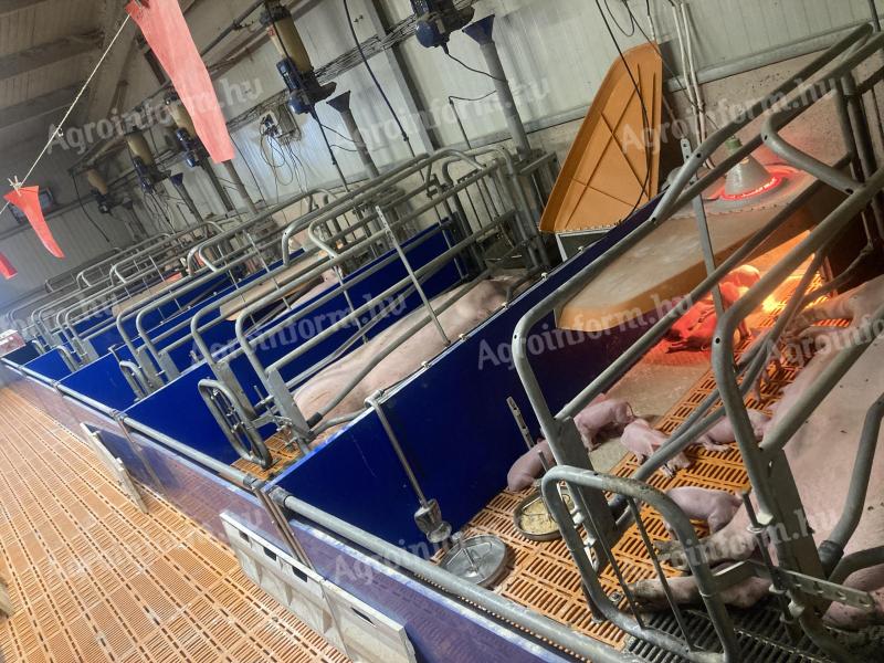 Pig farm worker feeding job