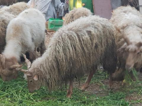 Racka kosok Racka kosok