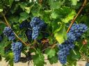 Wine and table grapes for sale