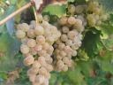 Wine and table grapes for sale