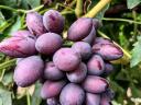 Weintrauben und Tafeltrauben zu verkaufen