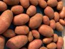 Red Scarlet potatoes for sale