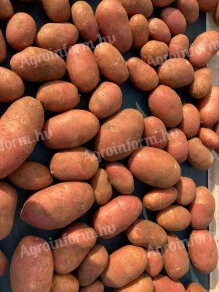 Red Scarlet potatoes for sale