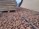 Red Scarlet potatoes for sale