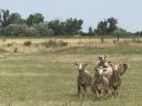 A suitable litter block next to the pasture