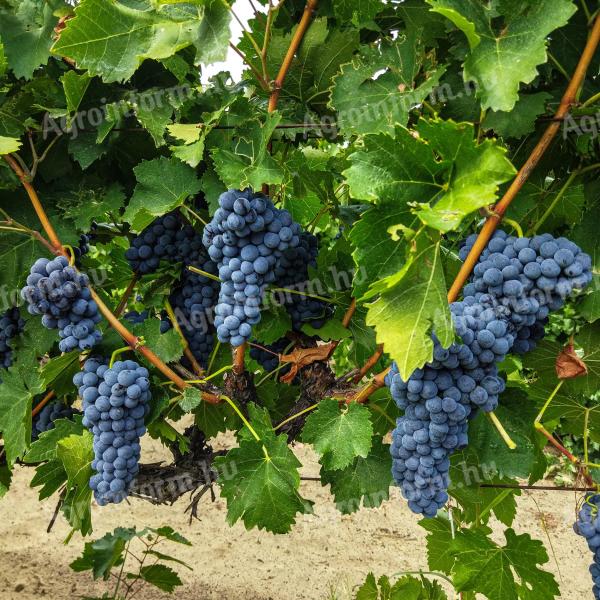Blue port vines for sale