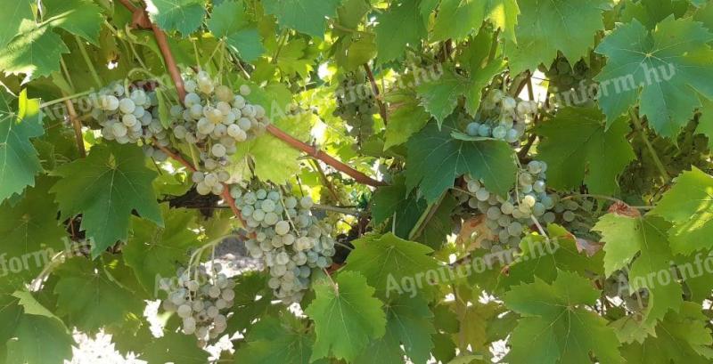 Aletta vines for sale