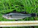 Trout (black bass) for sale