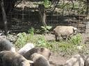 Választási mangalica malacok eladók Szekszárdon