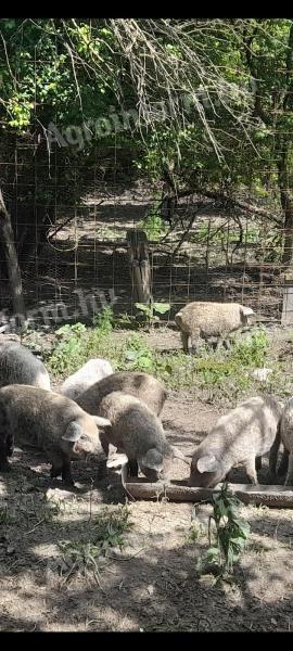 Választási mangalica malacok eladók Szekszárdon