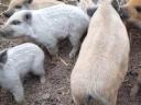 Választási mangalica malacok eladók Szekszárdon